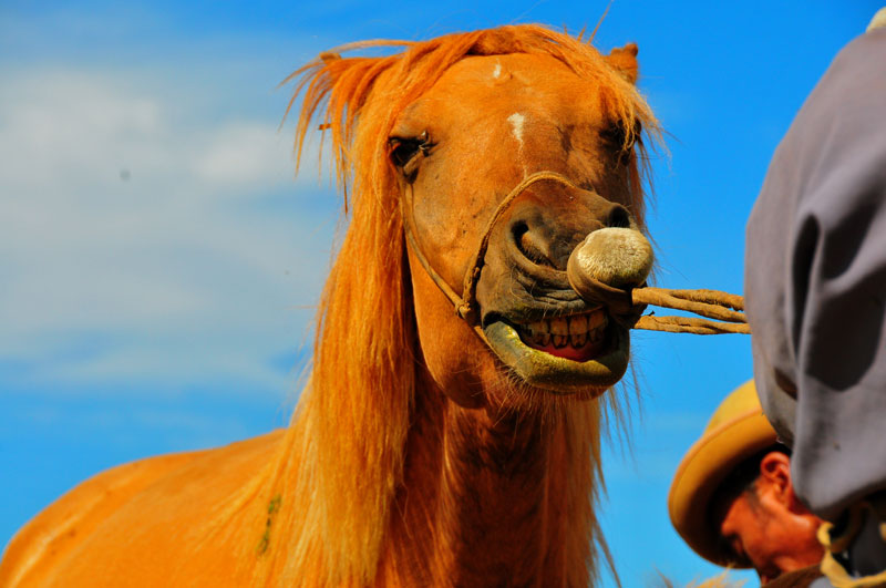 Mongolie